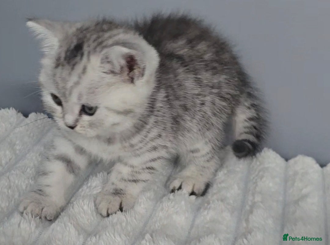 British Shorthair cats for sale: Beautiful gccf registered bsh kittens  - Image 17