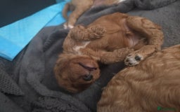 Cavapoo dogs for sale: Miniature F1B Cavapoo puppies 1 Left - Image 19