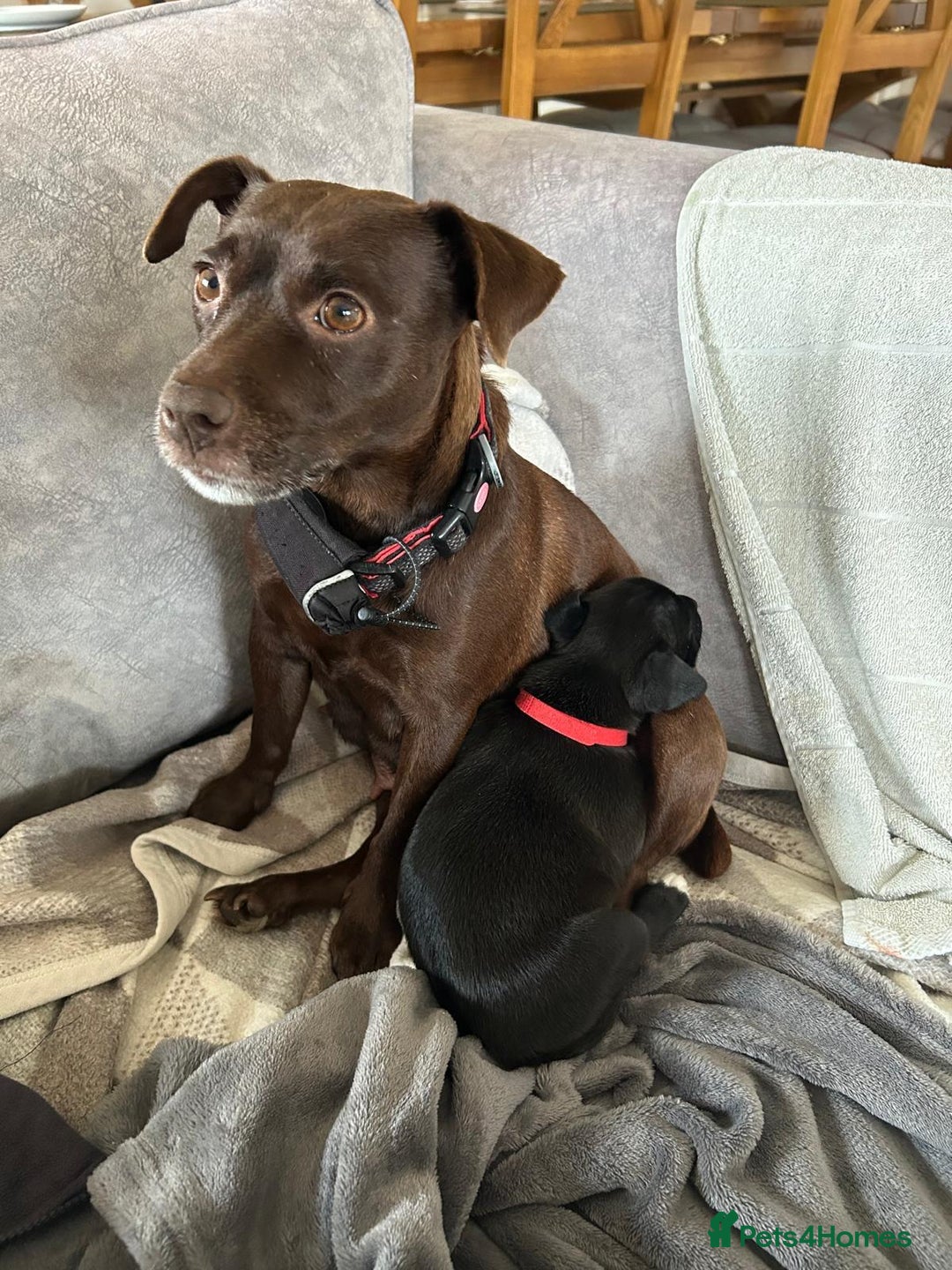 Patterdale Terrier dogs for sale: Beautiful black (Male) Patterdale puppy for sale - Advert 6