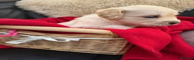 Golden Retriever 1
