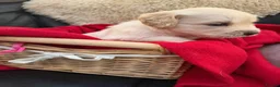 Golden Retriever dogs for sale: Royal kennel club Golden Retriever puppies in Hook - Advert 5