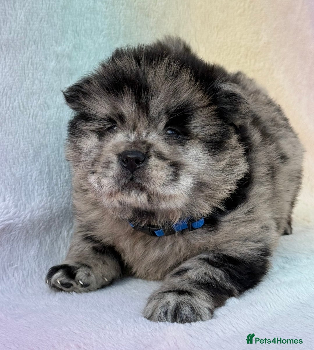 Chow Chow dogs for sale: American Blood Line Chow Chow Puppies  - Advert 25