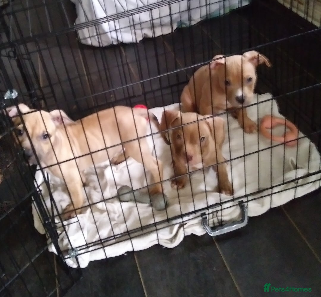 Mixed Breed dogs for sale: 4 beautiful pocket bully/mixed - Image 17