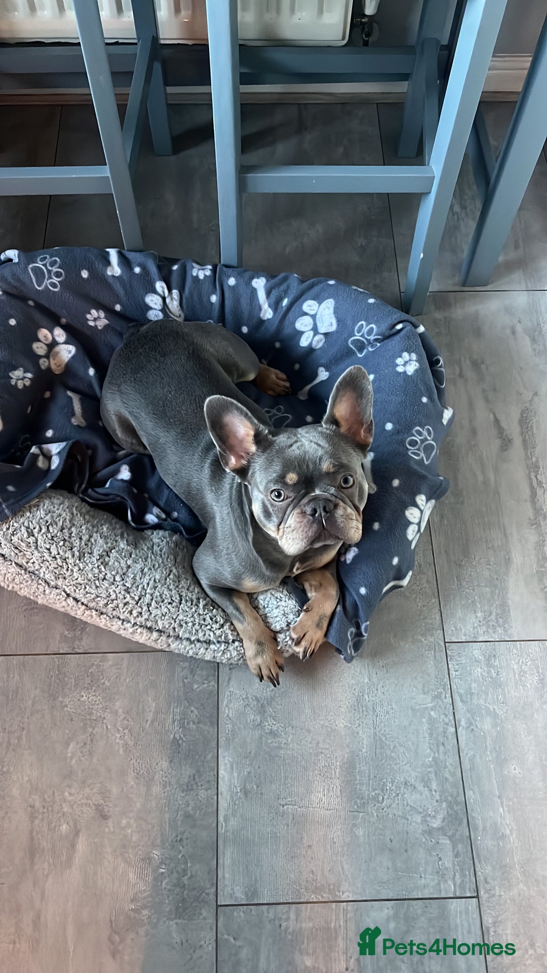 French Bulldog dogs for sale: Arlo, French bull dog - Advert 1