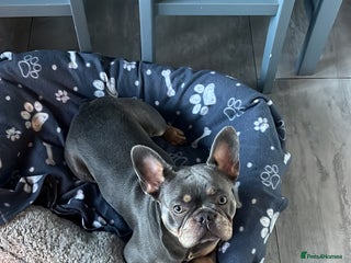 French Bulldog dogs Arlo, French bull dog - Advert 1