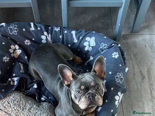 French Bulldog dogs Arlo, French bull dog - Advert 16