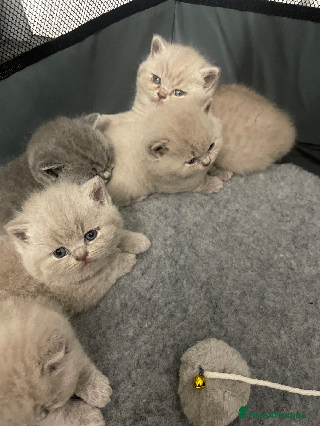 British Shorthair cats for sale: British shorthair kittens for sale  - Image 5