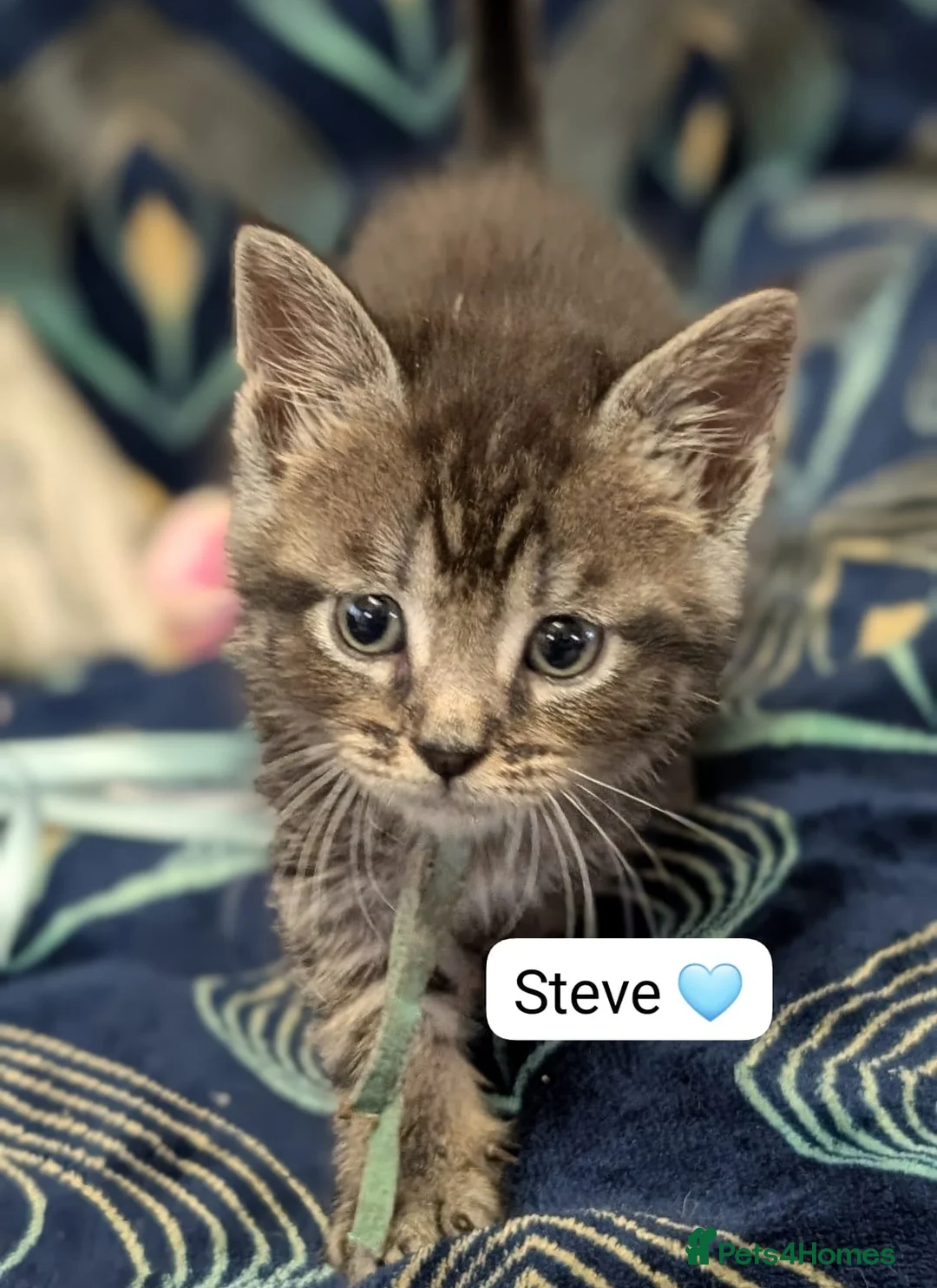 Maine Coon cats for sale: Maine Coon Cross Kittens - Advert 12