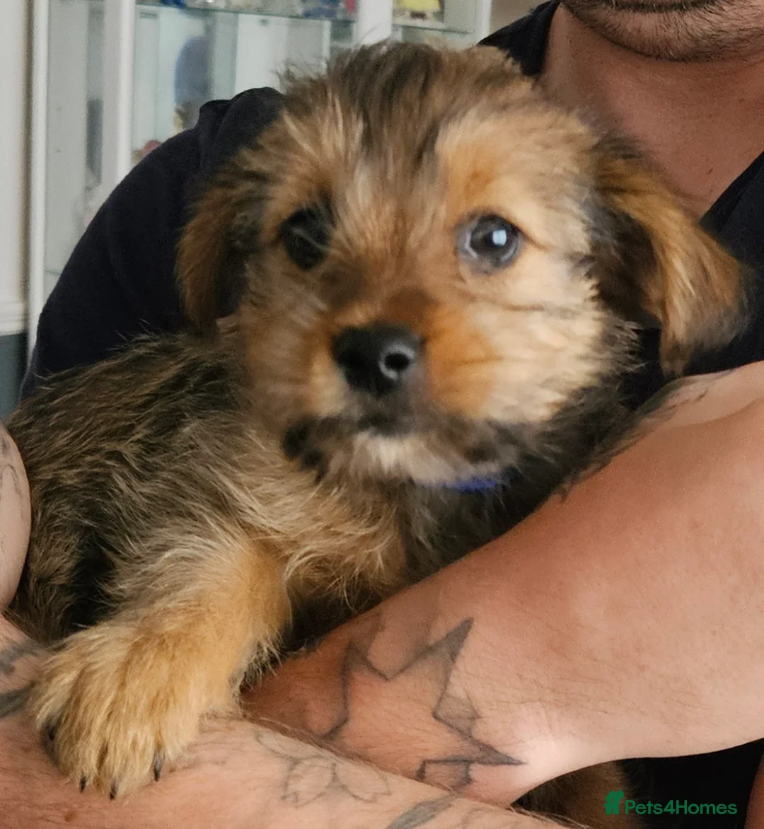 Shorkie dogs for sale: Shitzuhcrossyorkie male for sale - Advert 6