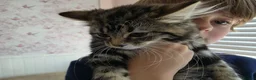 Mixed Breed cats for sale: 4 cats looking for new homes after bereavement - Advert 2