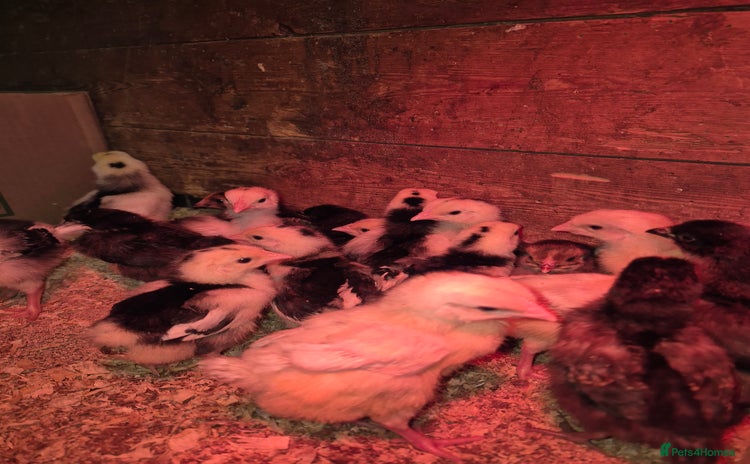 Chickens poultry - Advert 1