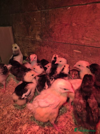 Chickens poultry - Advert 1