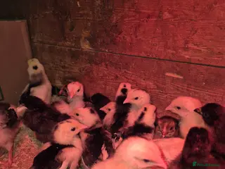 Chickens poultry Chickens for sale - Advert 14