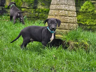 Mixed Breed dogs Whippet cross lurcher. 2 male avaialble. - Advert 5
