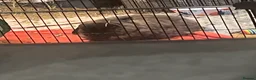 Mixed Breed rodents for sale: Boyce mini lop in Duns - Advert 2