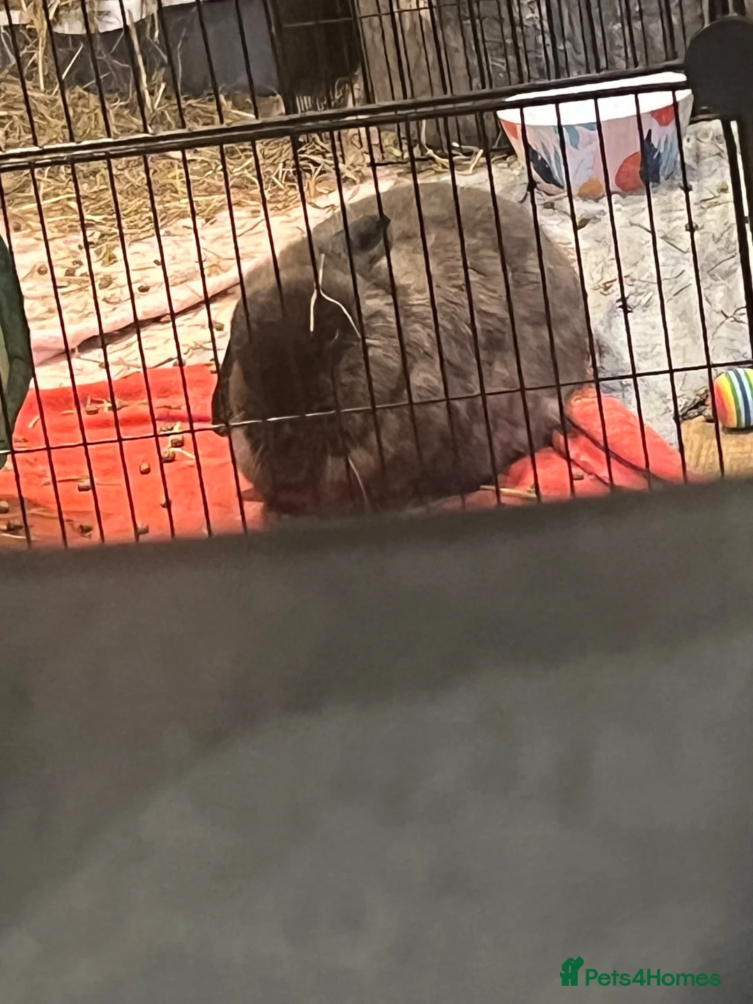 Mixed Breed rodents for sale: Boyce mini lop in Duns - Advert 2