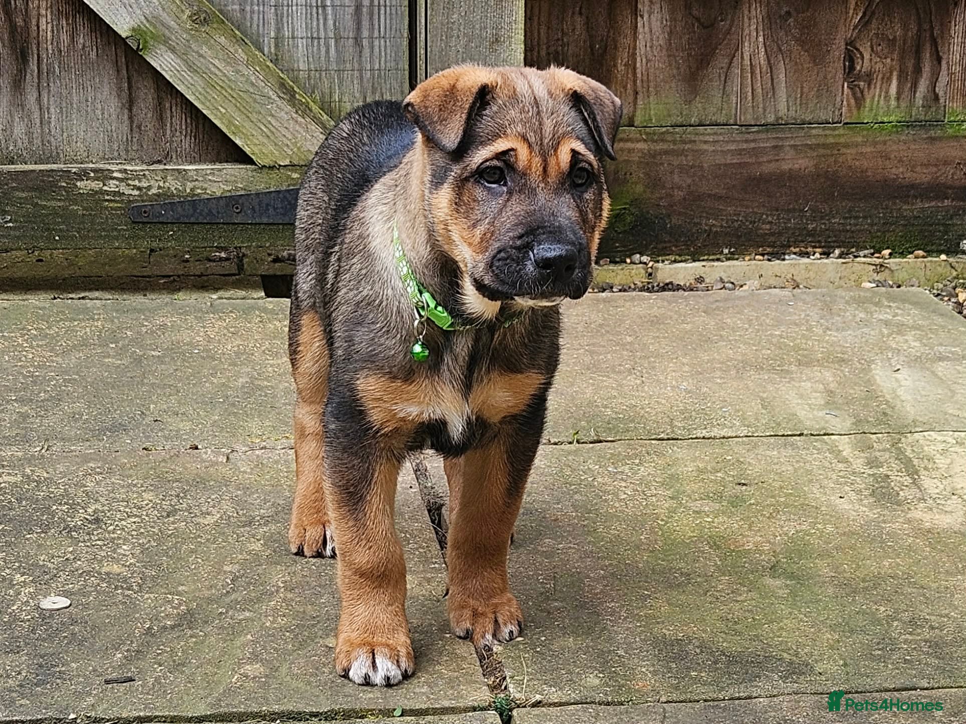Mixed Breed dogs Shar pei x german shepherd  - Advert 12