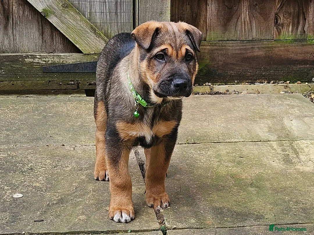 Mixed Breed dogs for sale: Shar pei x german shepherd  - Advert 1