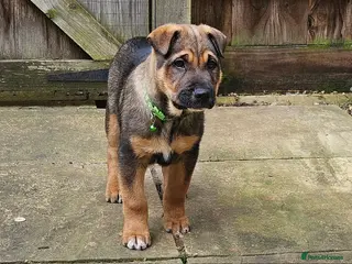 Mixed Breed dogs Shar pei x german shepherd - Advert 2