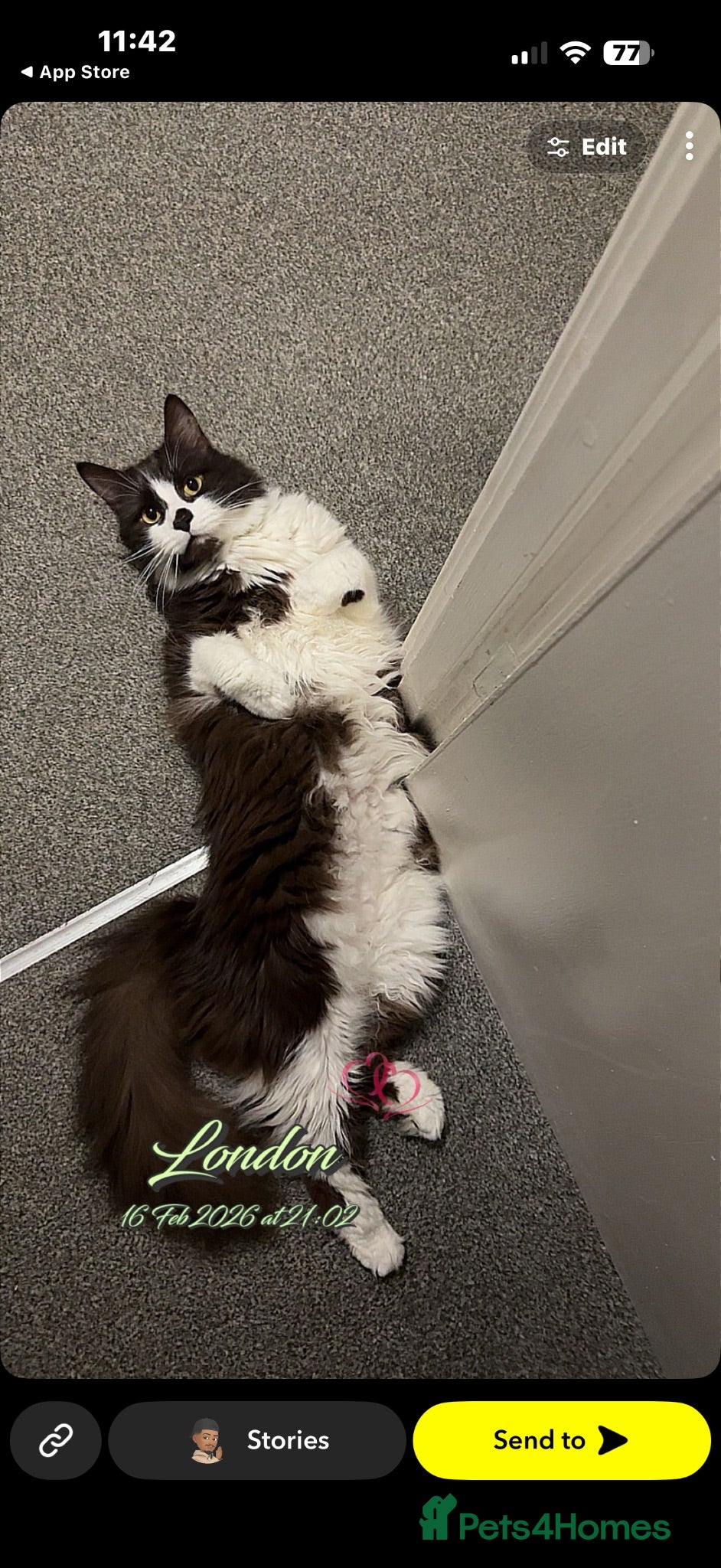 Maine Coon cats Maine coon for sale - Advert 4