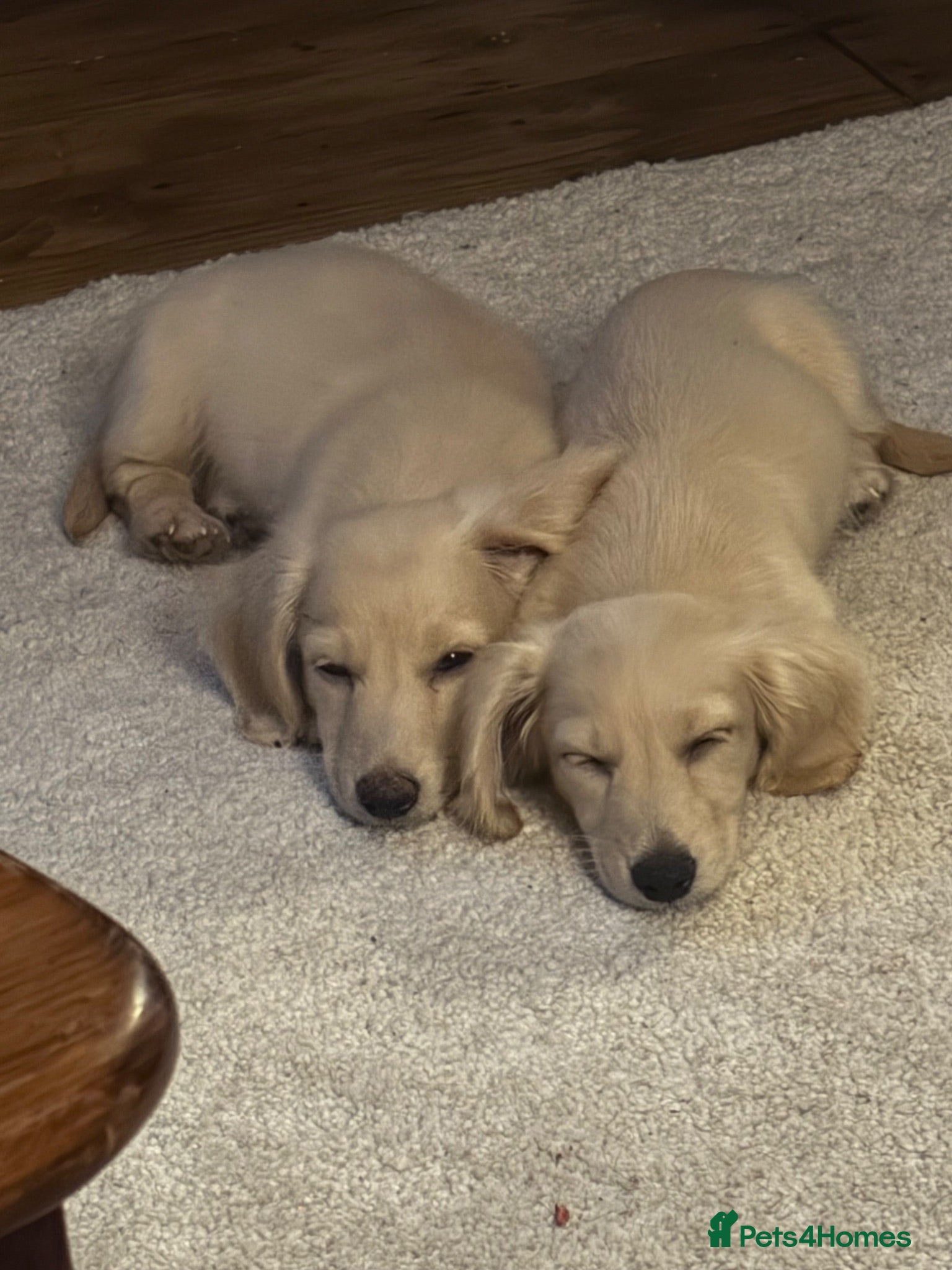 Miniature Dachshund dogs READY! 2 boys left! 💙 Cream Long Haired Pups KC - Advert 2