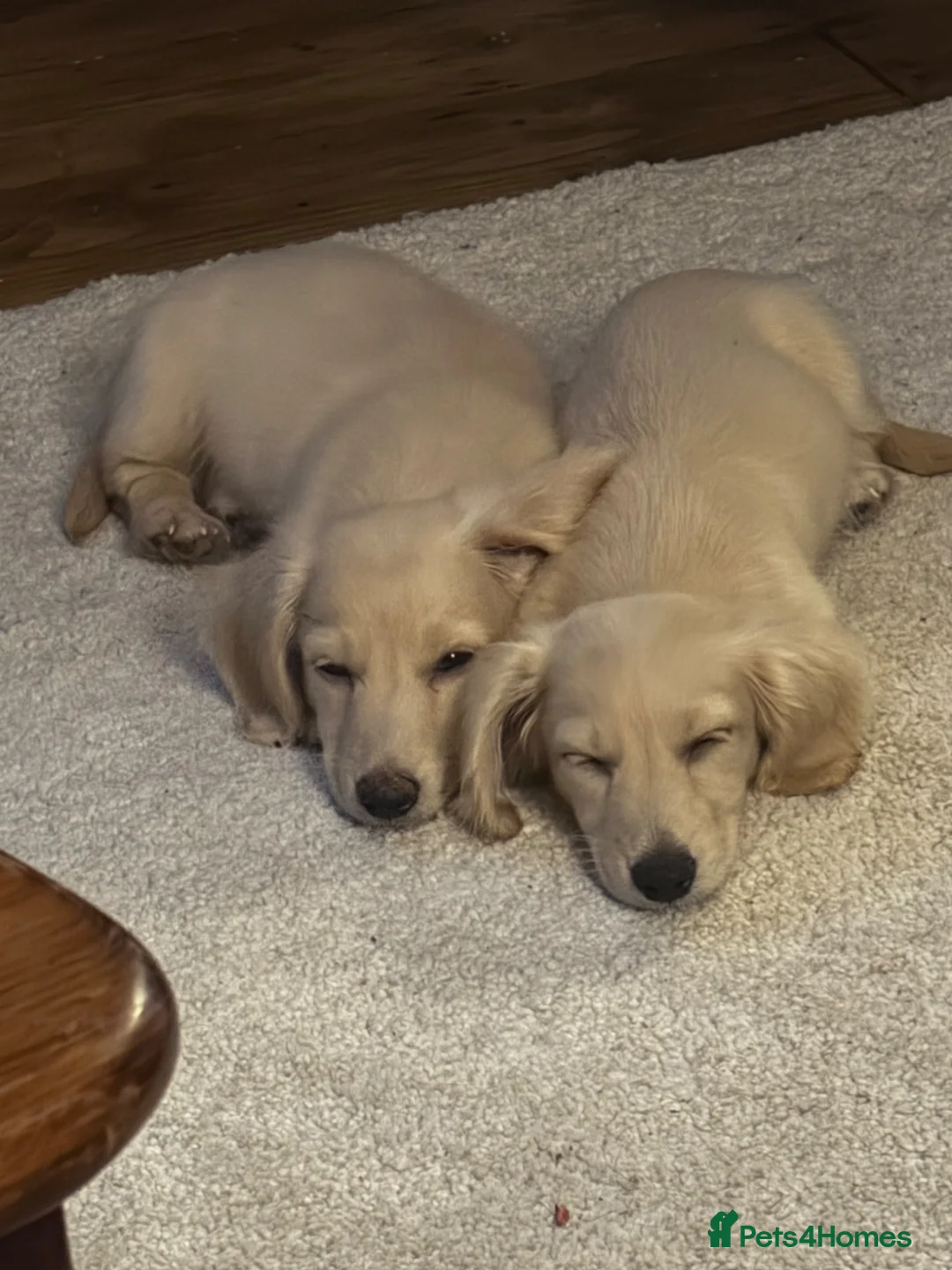 Miniature Dachshund dogs for sale: READY! 2 boys left! 💙 Cream Long Haired Pups KC - Advert 2