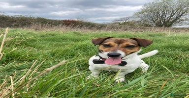 Jack Russell dogs in Liverpool - Advert 14