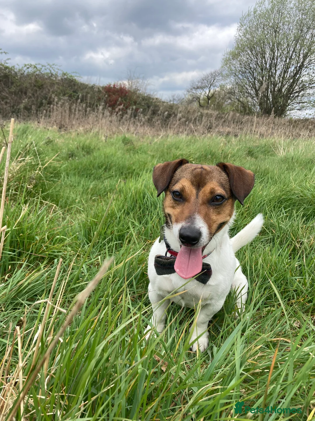 Jack Russell dogs for stud: Jack Russel For stud in Liverpool - Advert 3