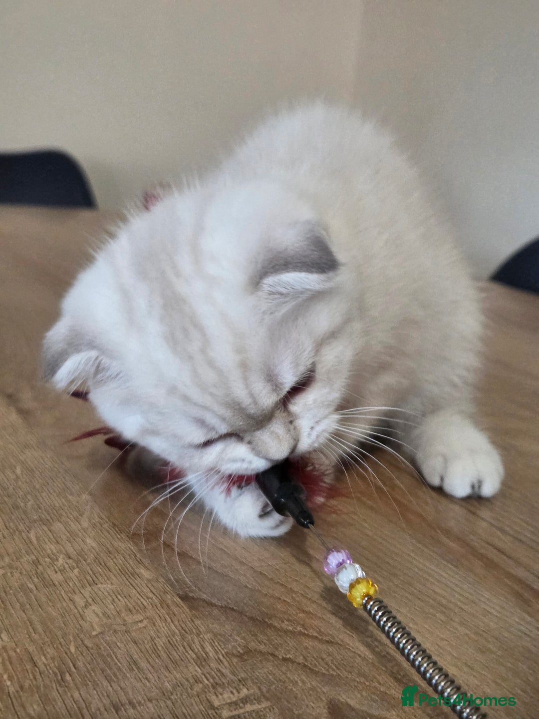 Scottish Fold cats for sale: Scottish Fold Kitten Female Ready To Be Collected  - Advert 3