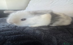Mini Lop rabbits for sale: Beautiful mini lop rabbits  - Image 5