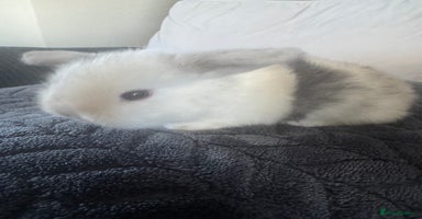 Mini Lop rabbits - Advert 1