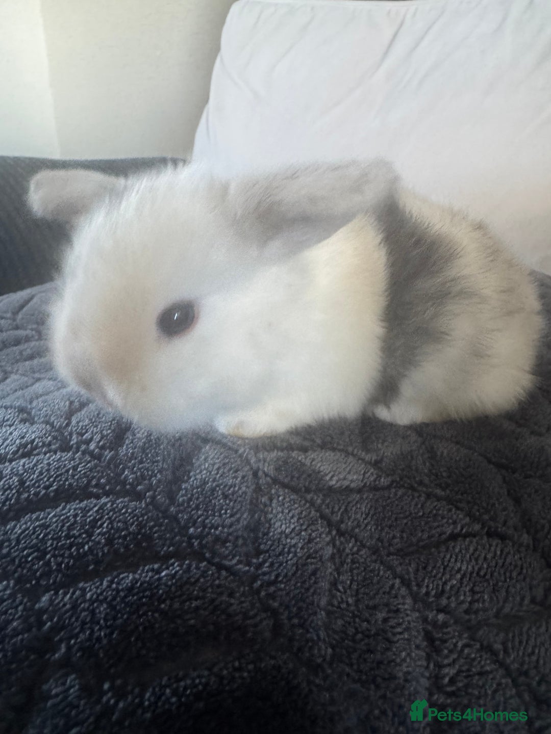 Mini Lop rabbits for sale: Beautiful mini lop rabbits  - Image 5
