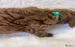 Goldendoodle dogs for sale: Outstanding Quality health tested Goldendoodles  - Image 15