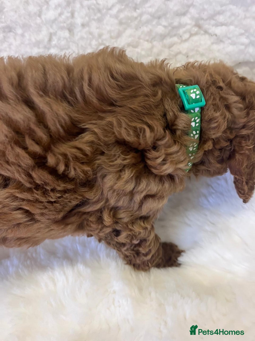 Goldendoodle dogs for sale: Outstanding Quality health tested Goldendoodles  - Image 15