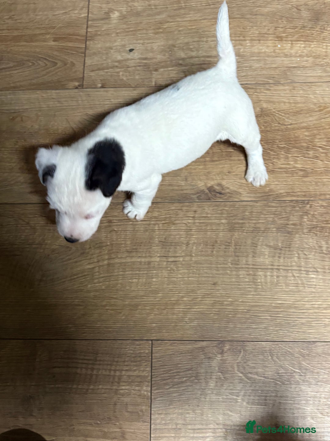 Jack Russell dogs for sale: Lovely jack Russel puppies - Advert 5