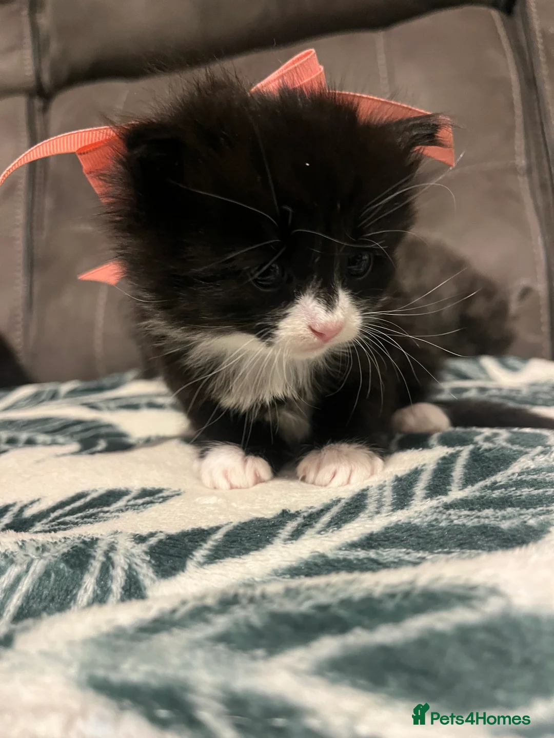 Mixed Breed cats for sale: Persian X  beautiful long haired kittens 🩵🩷 - Advert 1