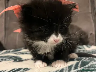 Mixed Breed cats Beautiful fluffy Persian X kitten 🩵🩷 - Advert 7