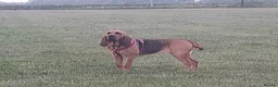 Bloodhound dogs for sale: Bloodhound Puppies - Advert 1