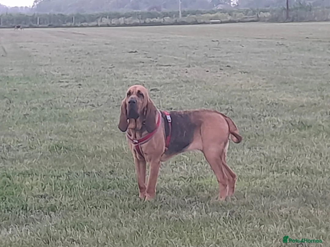 Bloodhound dogs for sale: Bloodhound Puppies - Advert 1