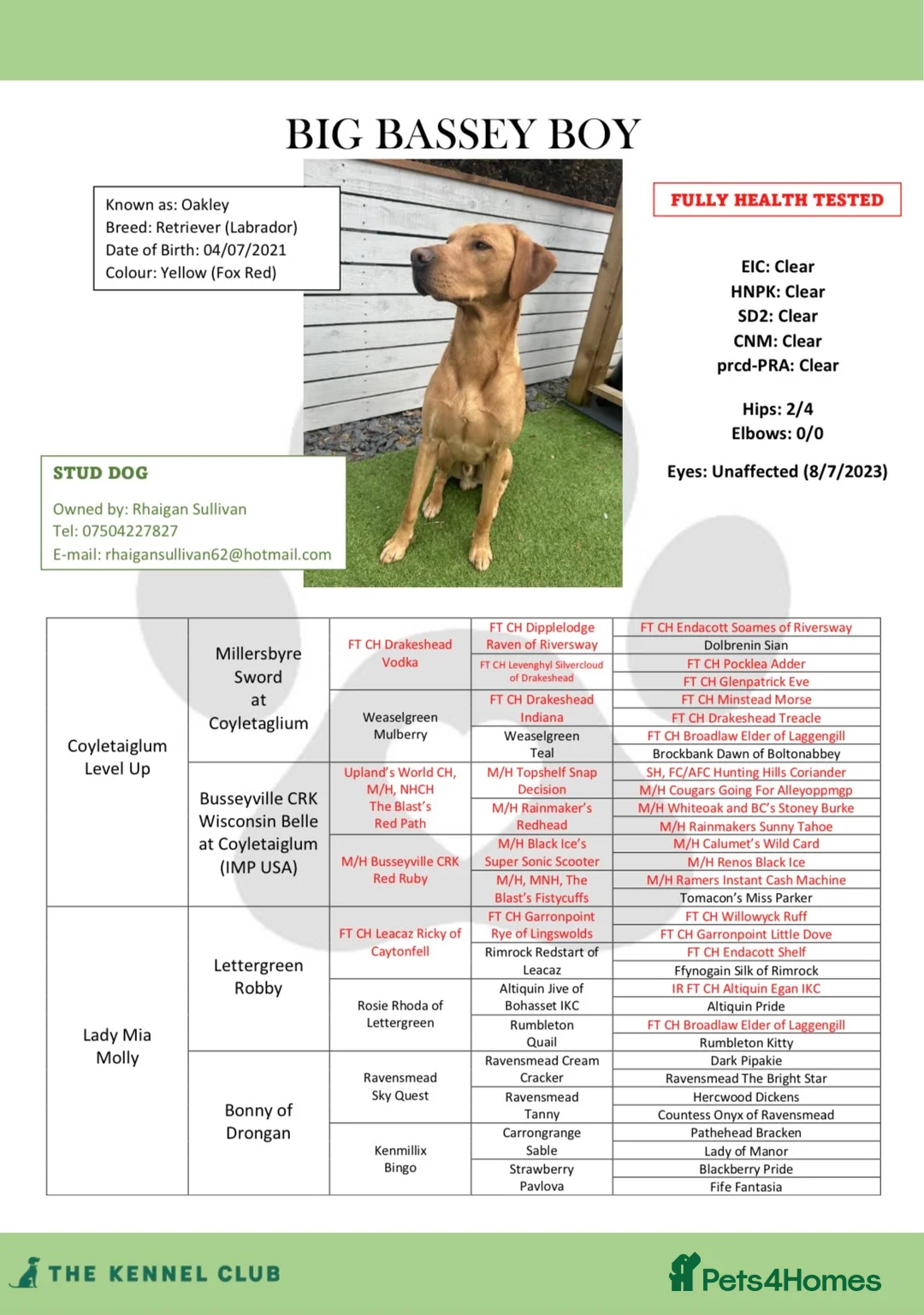 Labrador Retriever dogs for stud: 🌟 Kennel Club Registered Proven Labrador Stud 🌟 in Dundee - Advert 5