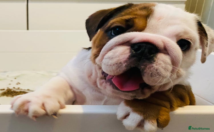 English Bulldog dogs - Advert 1