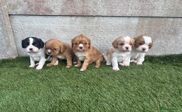 Cavalier King Charles Spaniel dogs - Advert 1