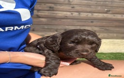 Cocker Spaniel dogs for sale: 3 Beautiful cocker spaniel puppies 2 boys 1 girl - Image 8