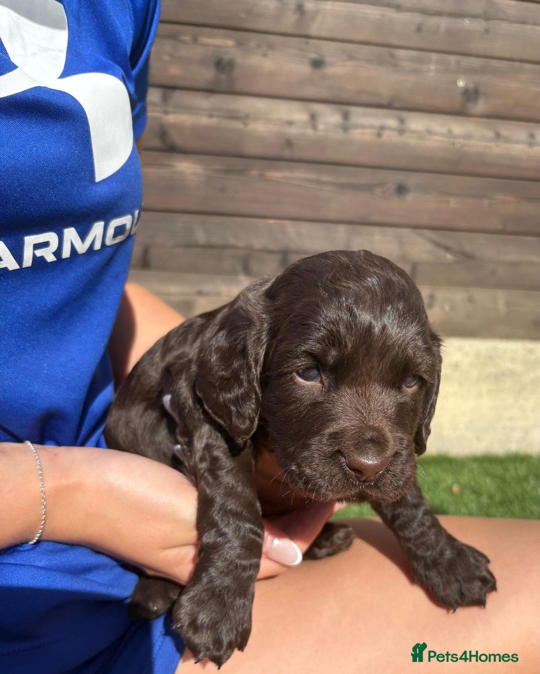 Cocker Spaniel dogs for sale: 3 Beautiful cocker spaniel puppies 2 boys 1 girl - Image 8