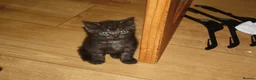 Mixed Breed cats for sale: 3 littens in Lowestoft - Advert 4