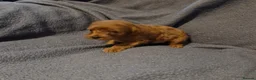 Cavapoo dogs for sale: Cavapoo puppies  - Advert 6