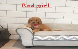 Cavapoo dogs for sale: Cavapoo F1 puppies  - Image 12
