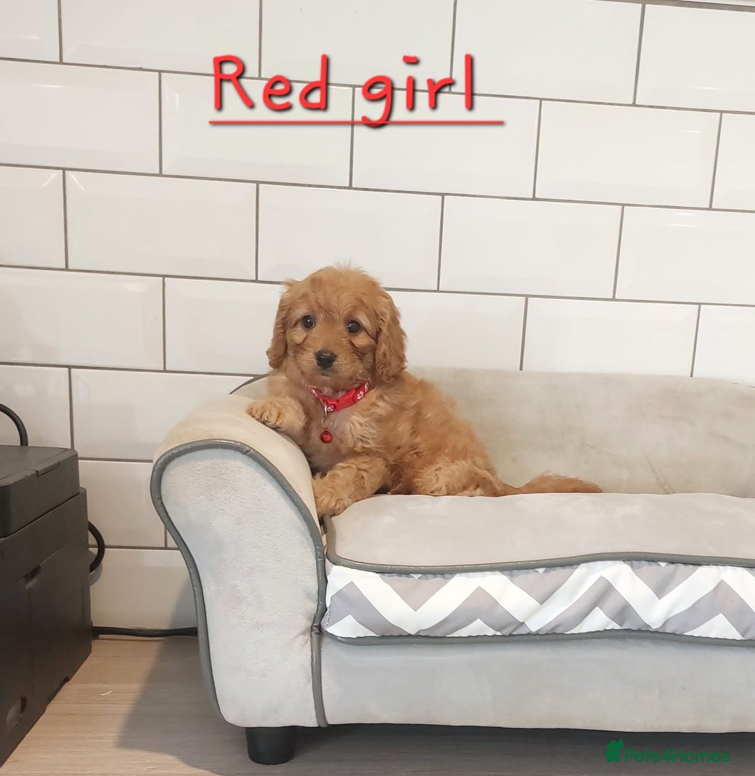 Cavapoo dogs for sale: Cavapoo F1 puppies  - Image 12