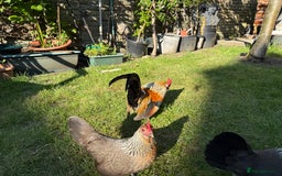 Chickens poultry for sale: Trio of Dutch Bantams  - Image 4
