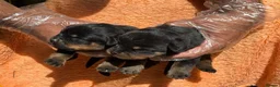 Rottweiler dogs for sale: Top quality kc reg Rottweiler pups german/serbian - Advert 3